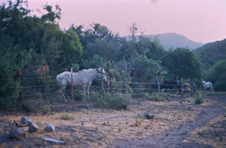 Horse Corral