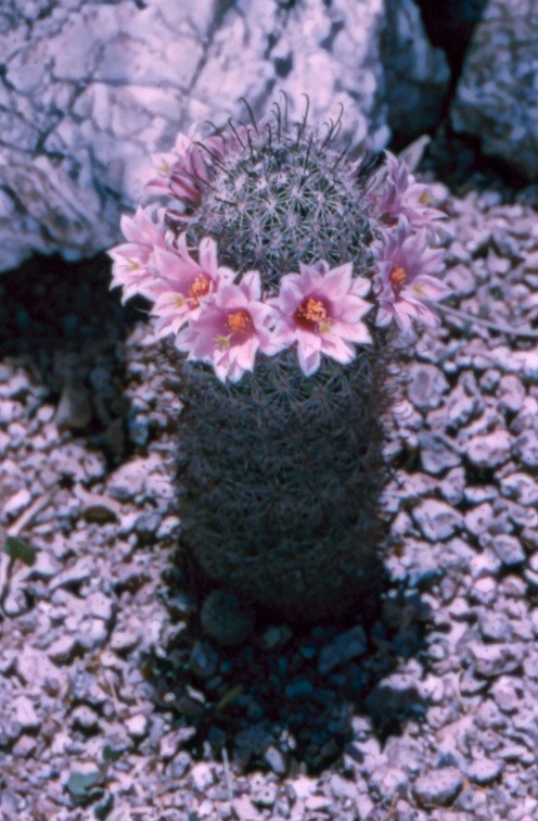 Cactus in Courtyard.