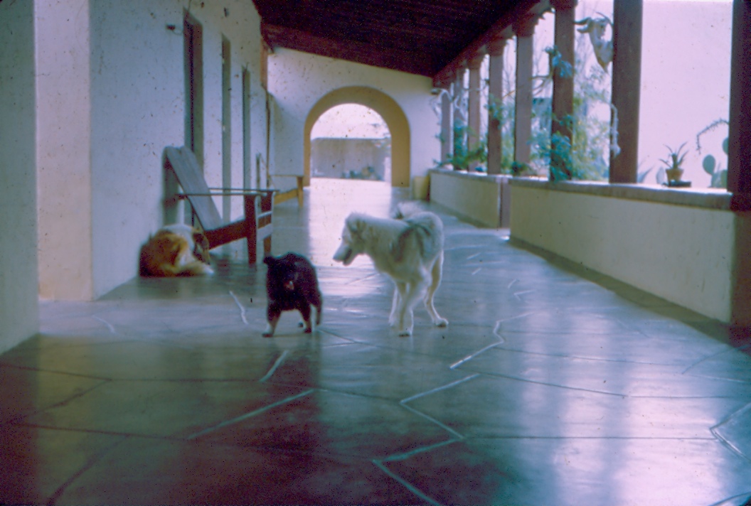 Dogs in Walkway